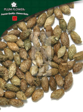 苍耳子,未硫化苍耳子果实